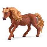 Icelandic pony, stallion